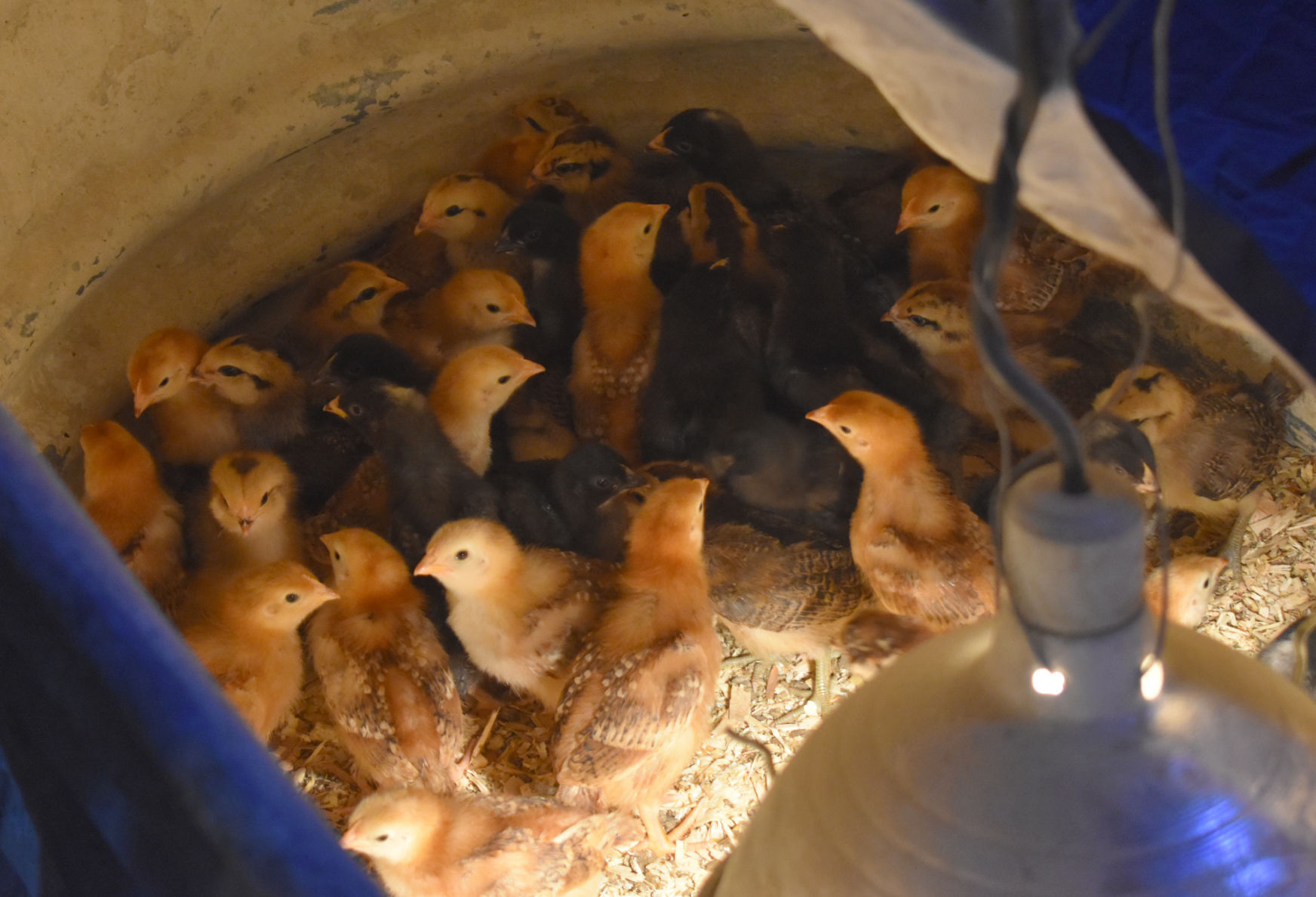 more chicks.jpg